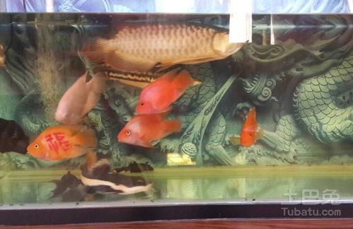 龍魚水族箱的尺寸與布置指南