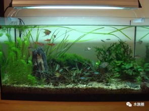 什么是生態水族箱？——揭秘現代水族藝術的生態平衡之道