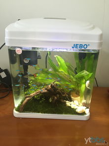 桌面上的微觀海洋 小型迷你LOED生態創意魚缸選購與造景指南