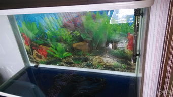 水族箱換水 藝術與科學的結合